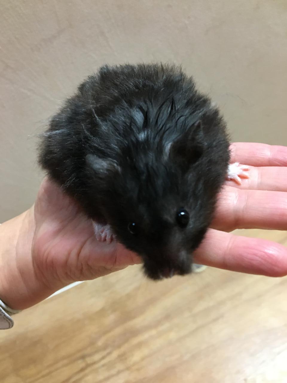 すっかり歳をとりました