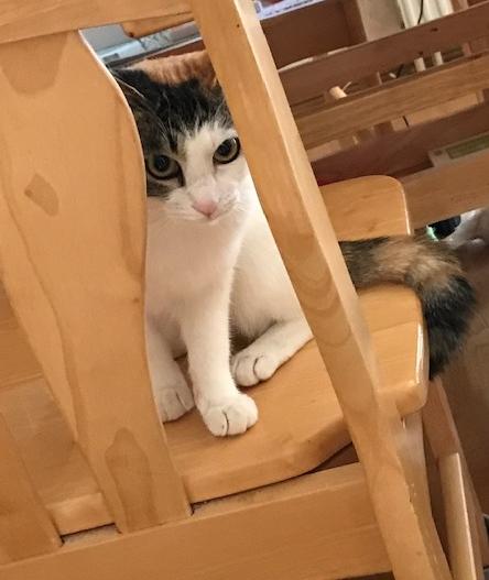 おたまじゃくし