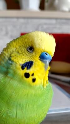 よろしくお願いします