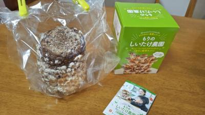 しいたけ栽培